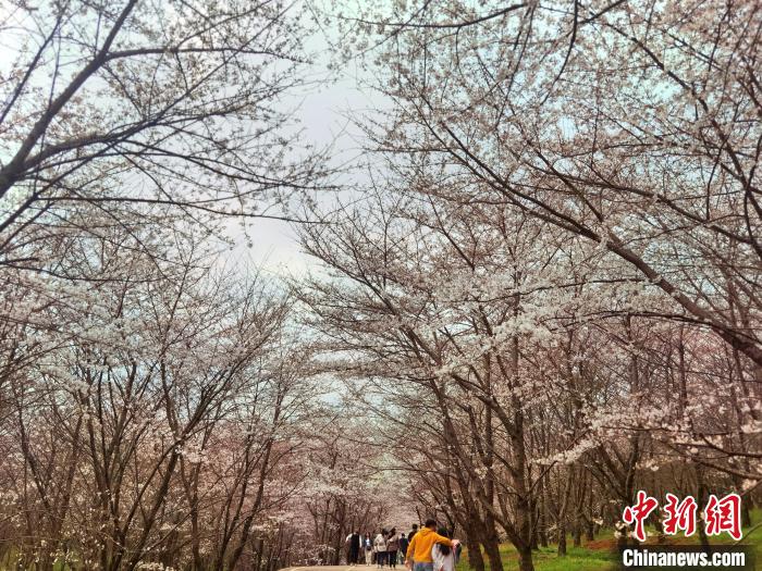 台湾书画家赴贵州开启春日写生之旅